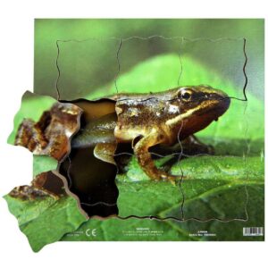 Cyklus - vývoj života žáby (puzzle 19 dílů) Žába a její životní cyklus je dřevěné vrstvené puzzle o 19 dílech