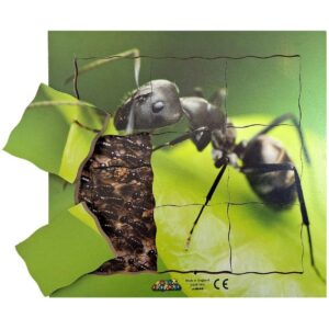 Cyklus - vývoj života mravence (puzzle 19 dílů) Mravenec a jeho životní cyklus je dřevěné vrstvené puzzle o 19 dílech